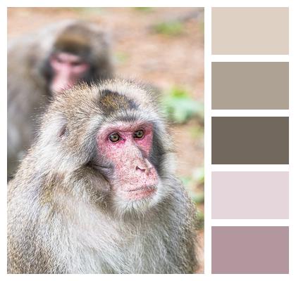 Japanese Macaque Wildlife Animal Image